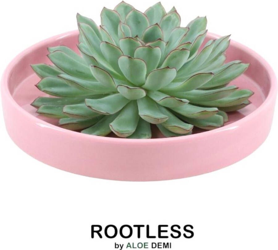 Rootless Echte Succulent groen in roze keramiek schaal Ø12-14 cm 5 cm 1x Echeveria Pulidonis kamerplant vetplant