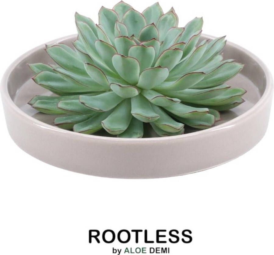 Rootless Echte Succulent groen in taupe keramiek schaal Ø12-14 cm 5 cm 1x Echeveria Pulidonis kamerplant vetplant