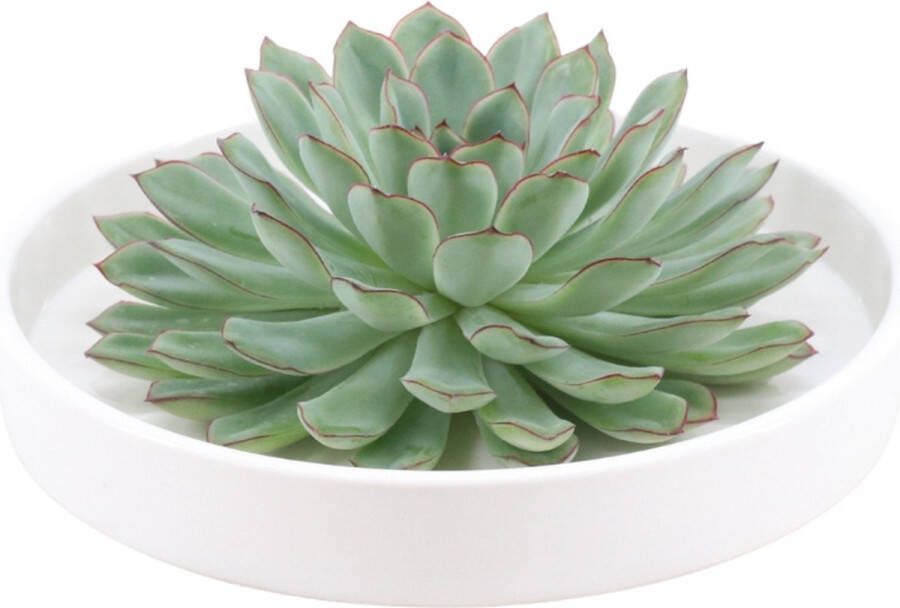 Rootless Echte Succulent groen in witte keramiek schaal Ø12-14 cm 5 cm 1x Echeveria Pulidonis kamerplant vetplant