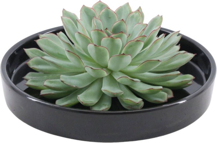 Rootless Echte Succulent groen in zwarte keramiek schaal Ø12-14 cm 5 cm 1x Echeveria Pulidonis kamerplant vetplant