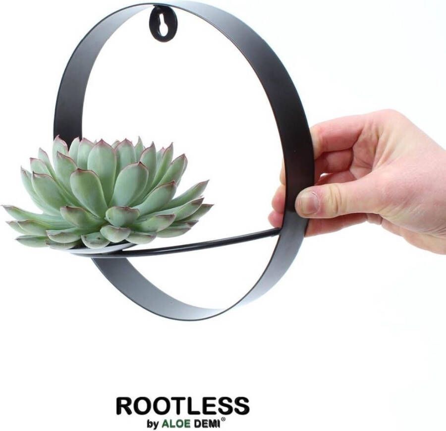 Rootless Echte Succulent groen op muurdeco ring zwart Ø12-14 cm 5 cm 1x Echeveria Pulidonis kamerplant vetplant