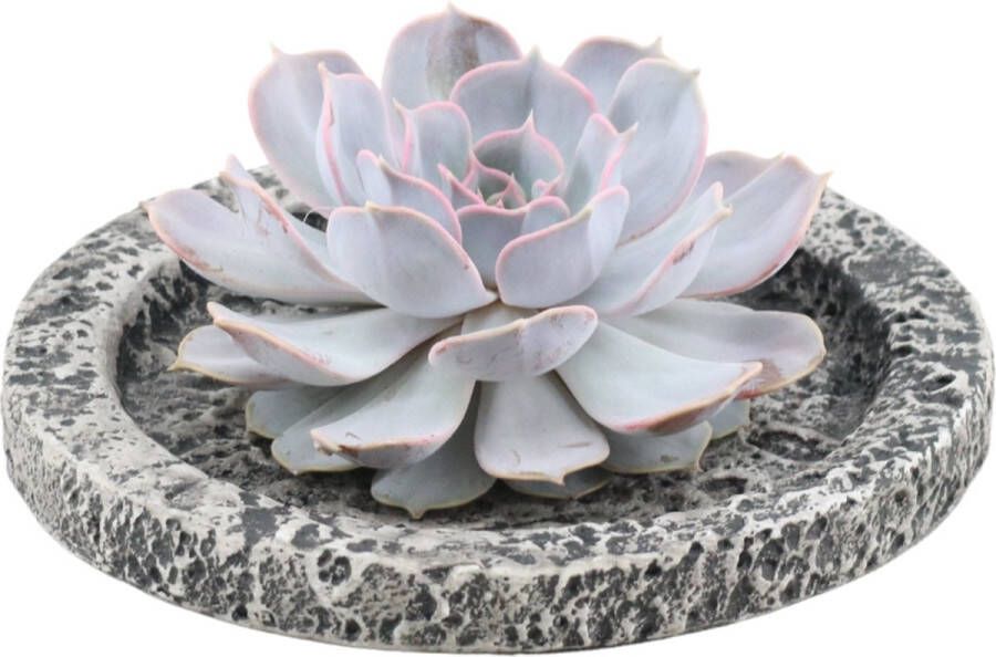 Rootless Echte Succulent Lila in Concrete keramiek schaal Ø12-14 cm 5 cm 1x Echeveria Lilacina kamerplant vetplant