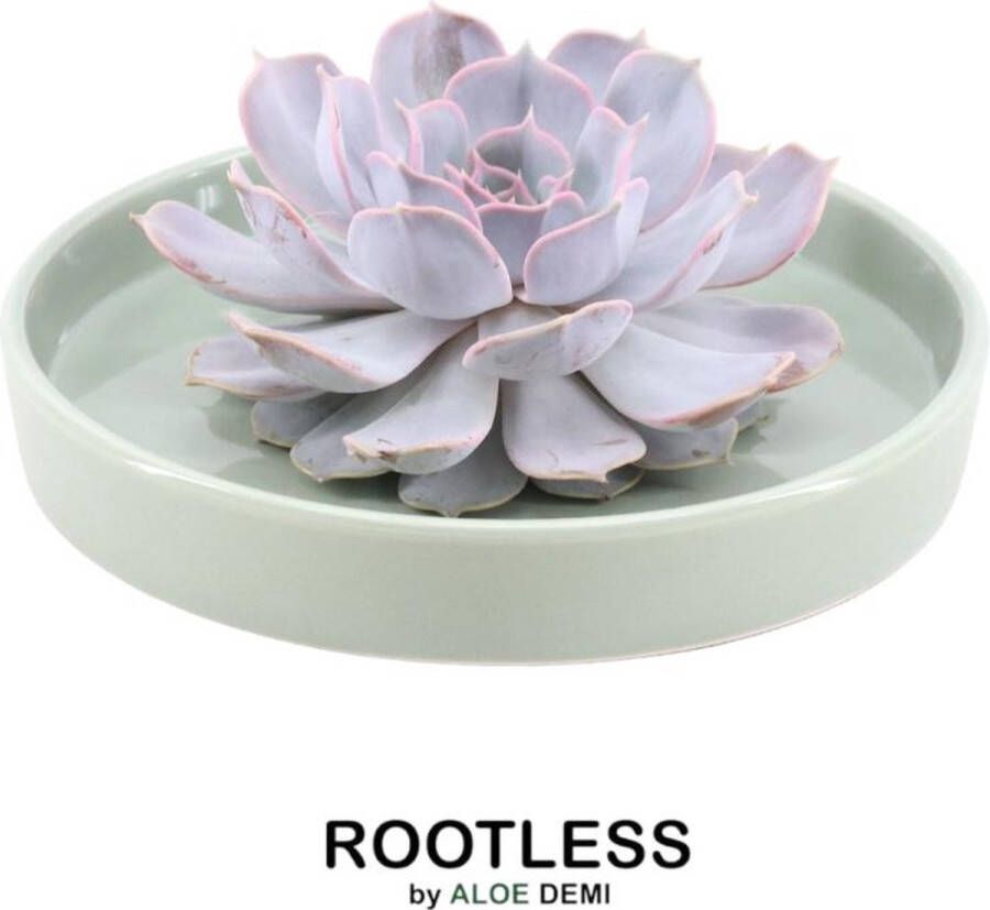 Rootless Echte Succulent Lila in groene keramiek schaal Ø12-14 cm 5 cm 1x Echeveria Lilacina kamerplant vetplant