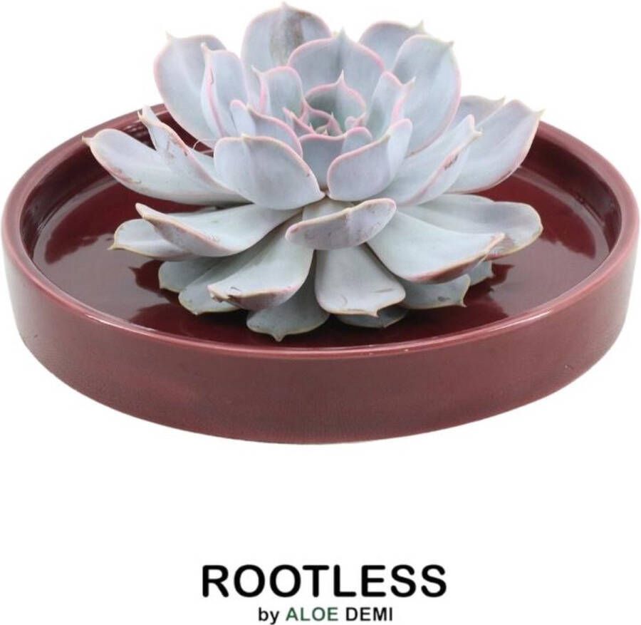 Rootless Echte Succulent Lila in rode keramiek schaal Ø12-14 cm 5 cm 1x Echeveria Lilacina kamerplant vetplant