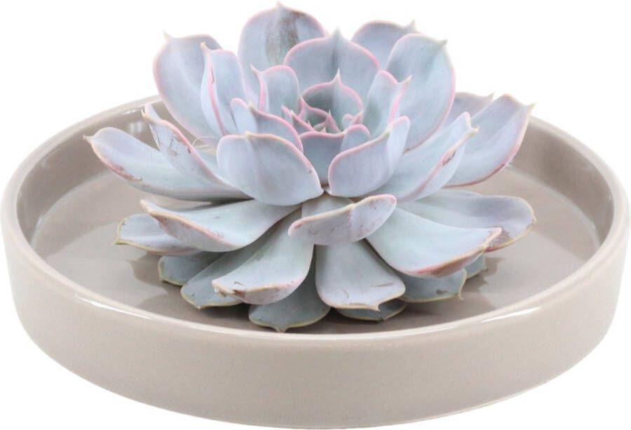 Rootless Echte Succulent Lila in taupe keramiek schaal Ø12-14 cm 5 cm 1x Echeveria Lilacina kamerplant vetplant