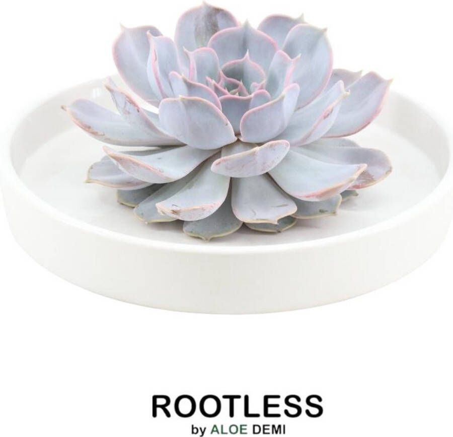 Rootless Echte Succulent Lila in witte keramiek schaal Ø12-14 cm 5 cm 1x Echeveria Lilacina kamerplant vetplant