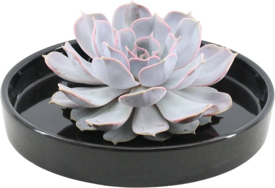 Rootless Echte Succulent Lila in zwarte keramiek schaal Ø12-14 cm 5 cm 1x Echeveria Lilacina kamerplant vetplant