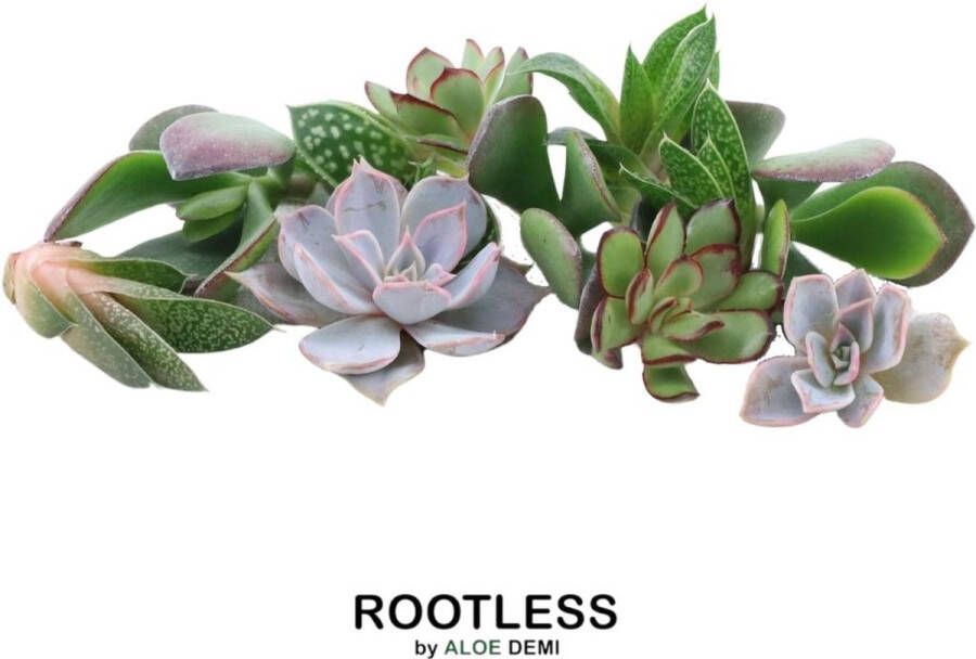 Rootless GIY Echte succulenten mini mix 10 stuks Echeveria mini's Ø3-5 cm kamerplant vetplant