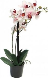 Warentuin Phalaenopsis Orchidee In Pot 50 Cm Roze Kunstplant Nova Nature