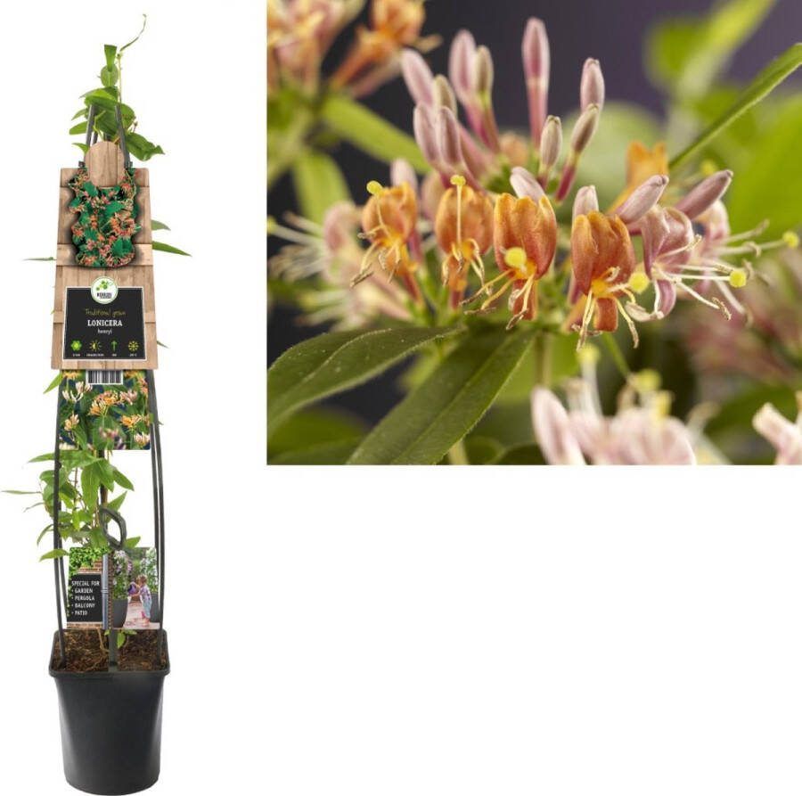 Starre Groenblijvende Klimplant Lonicera henryi (kamperfoelie)120cm