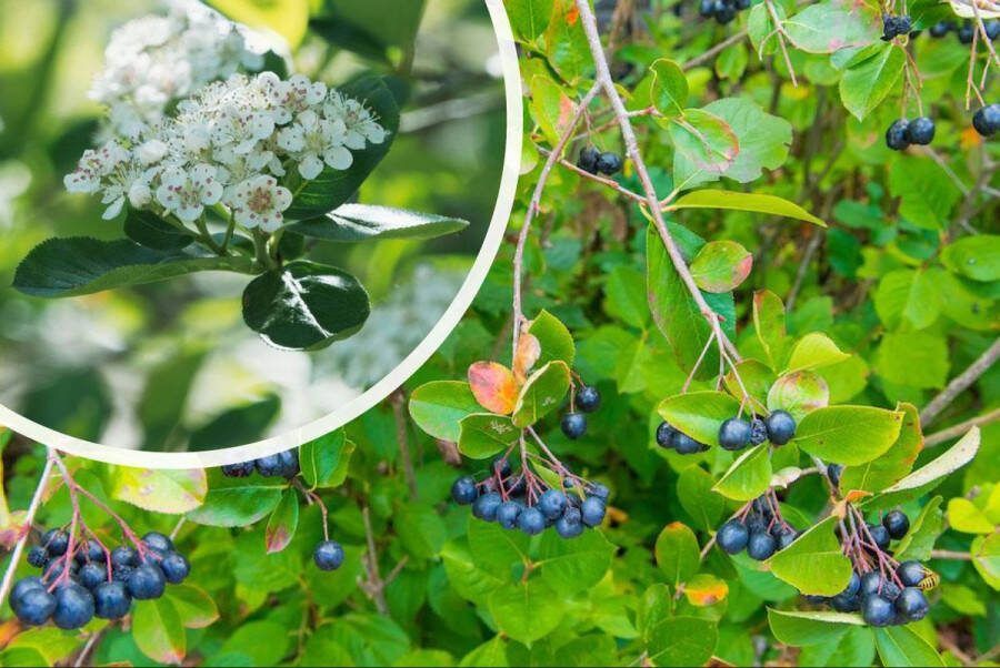 Starre Klimplant Aronia prunifolia 'Viking' (Appelbes)