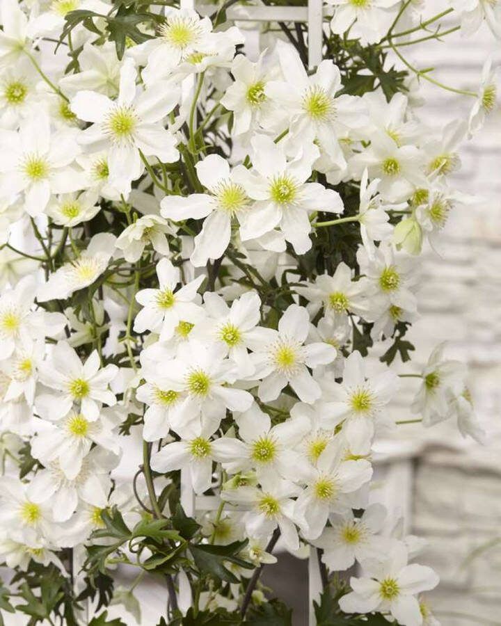 Starre Klimplant Clematis cartm. Avalanche (Bosrank)