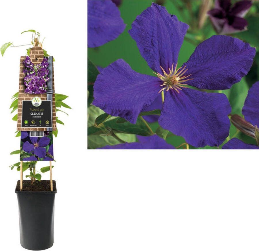 Starre Klimplant Clematis Jackmanii (Bosrank) 120cm
