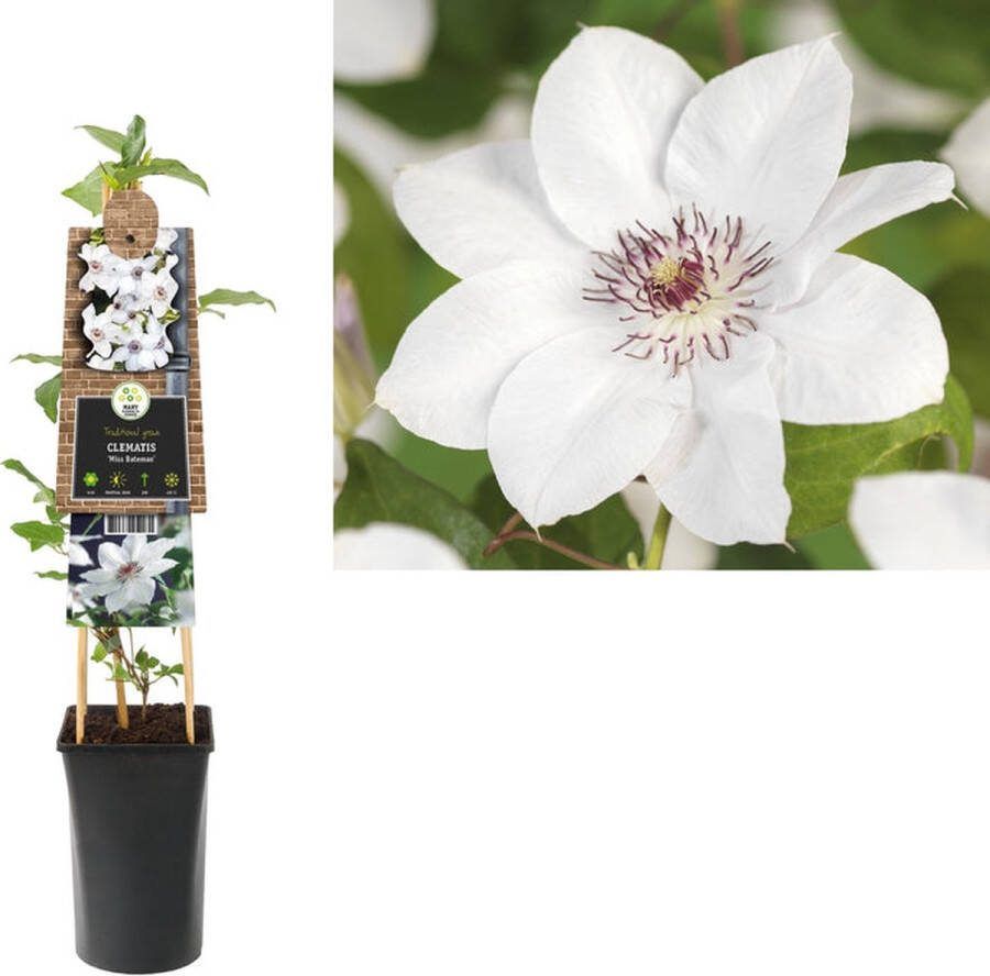 Starre Klimplant Clematis Miss Bateman (Bosrank) 120cm