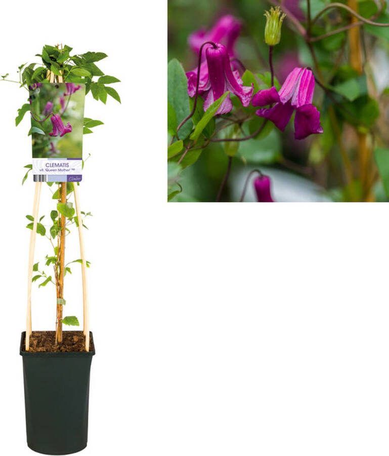 Starre Klimplant Clematis vit. 'Queen Mother' PBR (Bosrank)