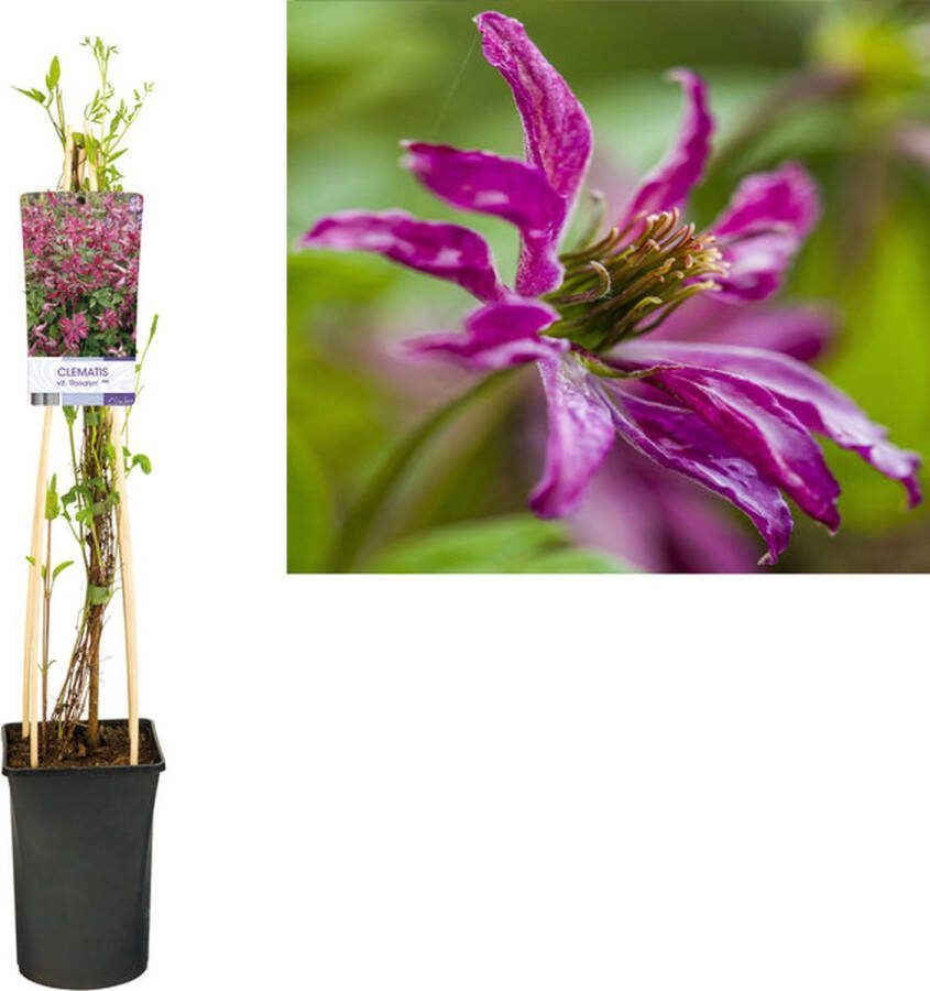 Starre Klimplant Clematis vit. 'Rosalyn' PBR (Bosrank)