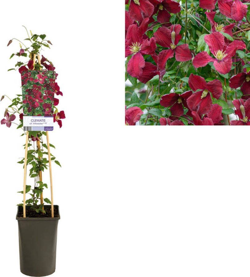 Starre Klimplant Clematis vit. 'Vitiwester' PBR (Bosrank)