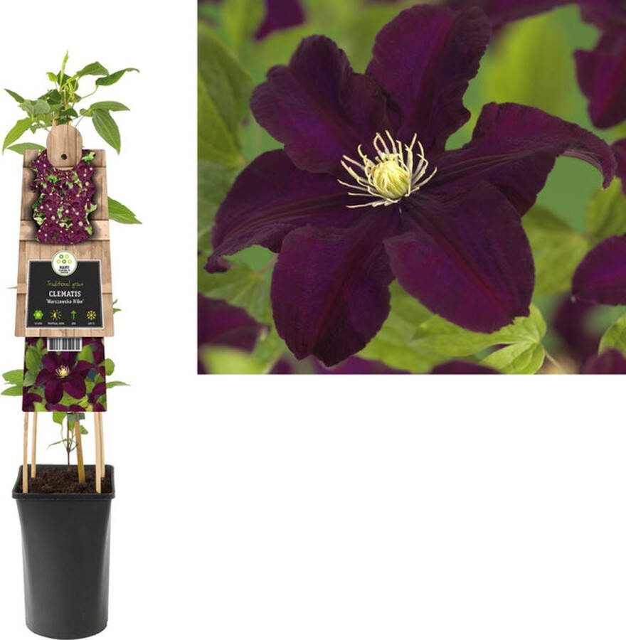 Starre Klimplant Clematis Warszawska Nike (Bosrank) 120cm