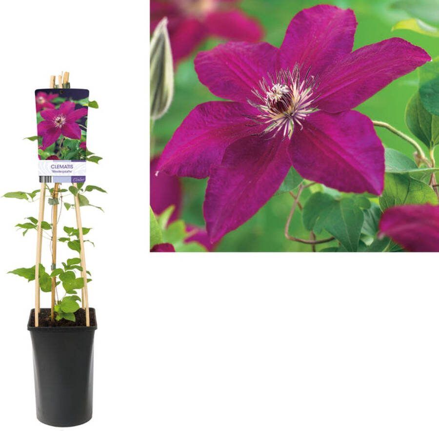 Starre Klimplant Clematis 'Westerplatte' (Bosrank)