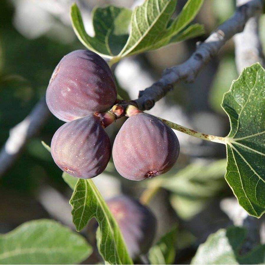 Starre Klimplant Ficus carica 'Rouge de Bordeaux' (Vijg)