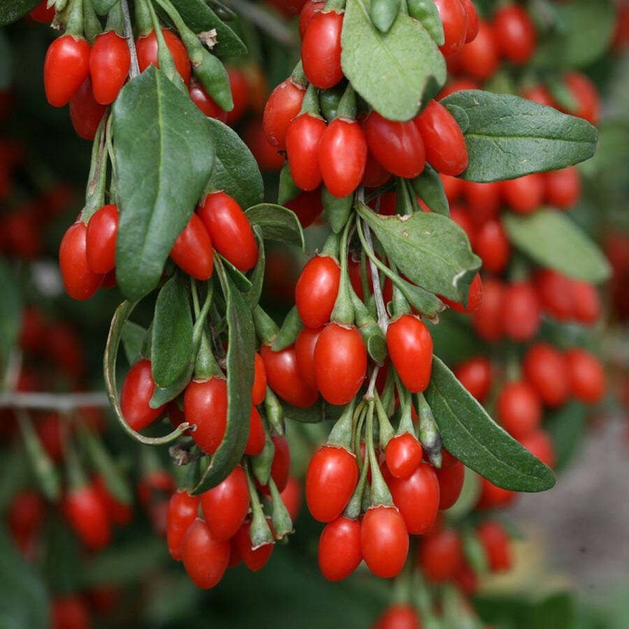 Starre Klimplant Lycium barbarum 'Instant Succes' (Goji-bes)