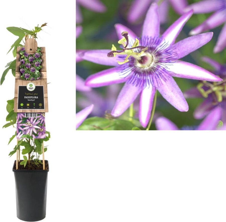 Starre Klimplant Passiflora Amethyst (passiebloem) 120cm