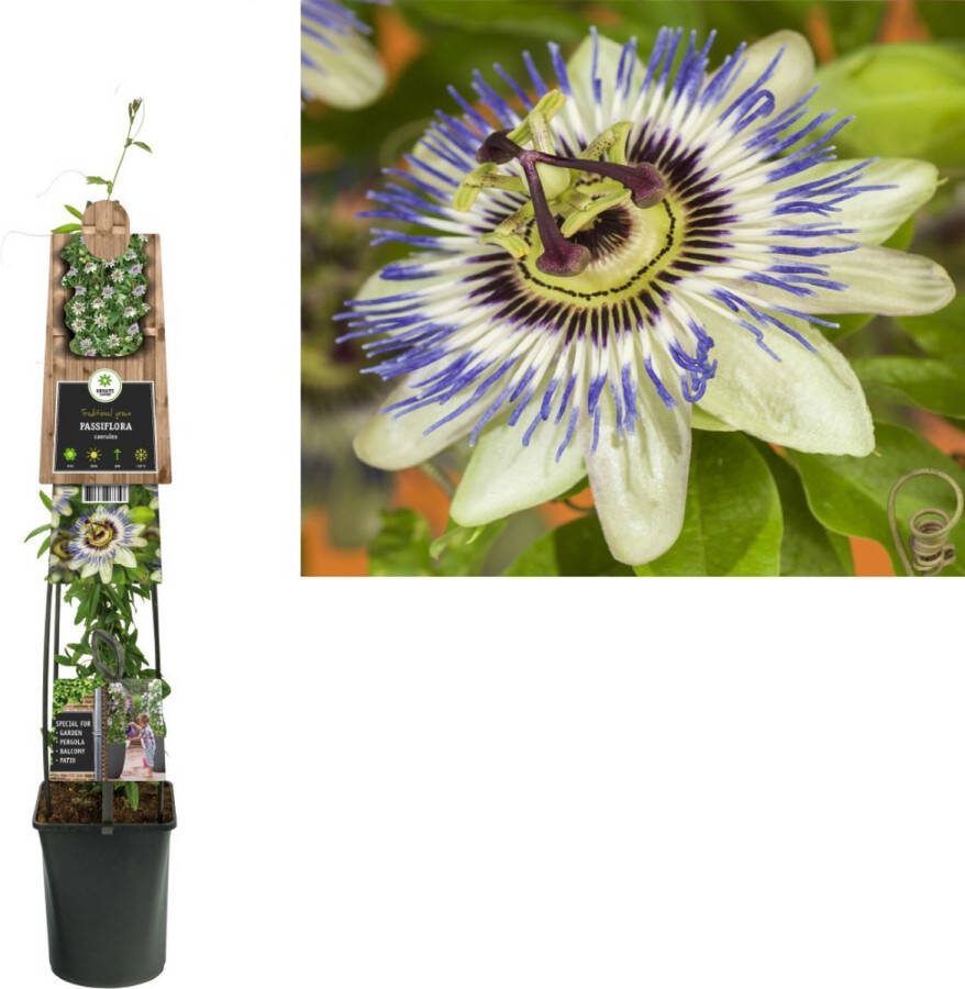 Starre Klimplant Passiflora caerulea (passiebloem) 120cm