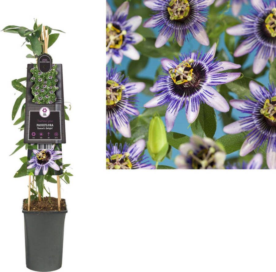 Starre Klimplant Passiflora 'Damsel's Delight' (Passiebloem) 120cm