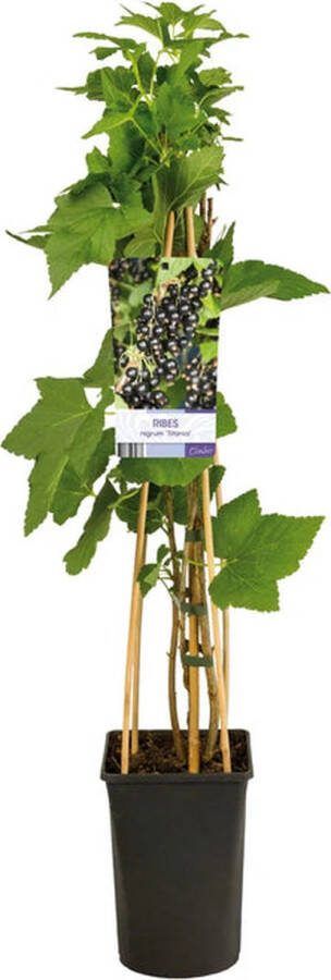Starre Klimplant Ribes nigrum 'Titania' (Zwarte bes)