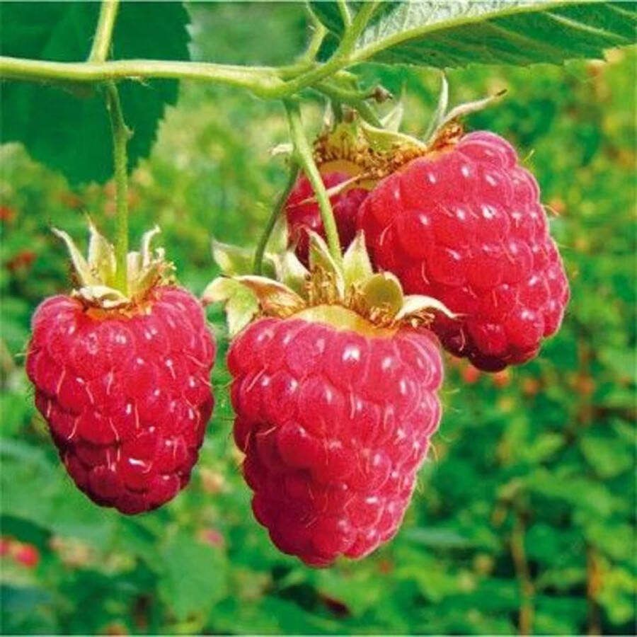 Starre Klimplant Rubus idaeus 'Glen Ample' (Rode framboos)