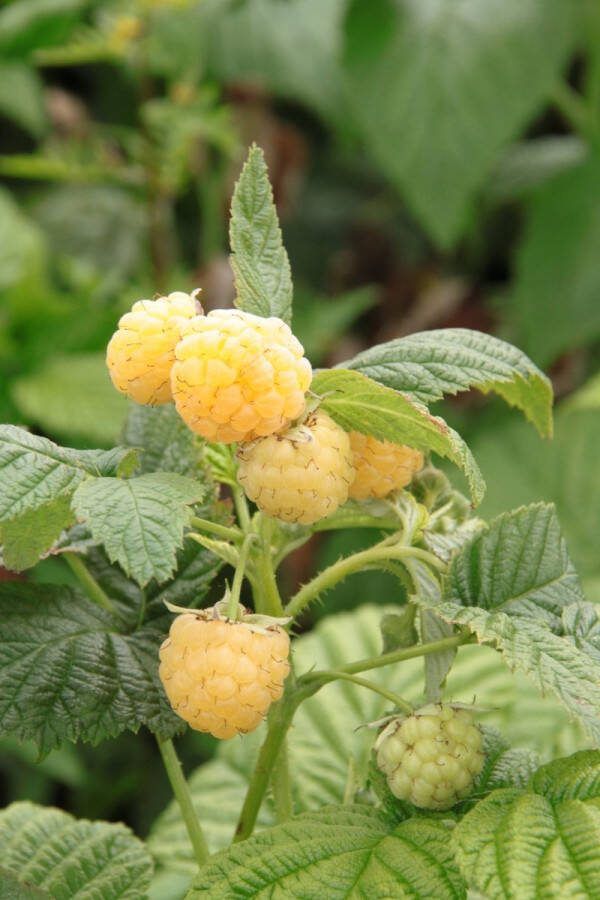 Starre Klimplant Rubus idaeus 'Golden Everest' (Gele framboos)