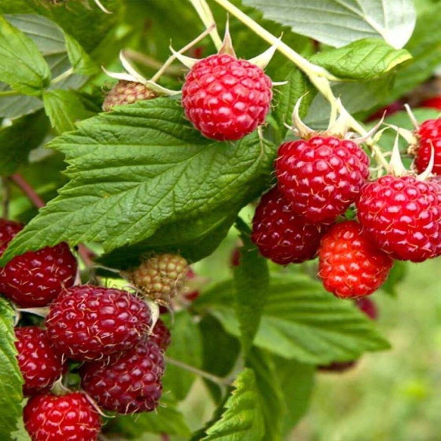 Starre Klimplant Rubus idaeus 'Meeker' ( Rode framboos)