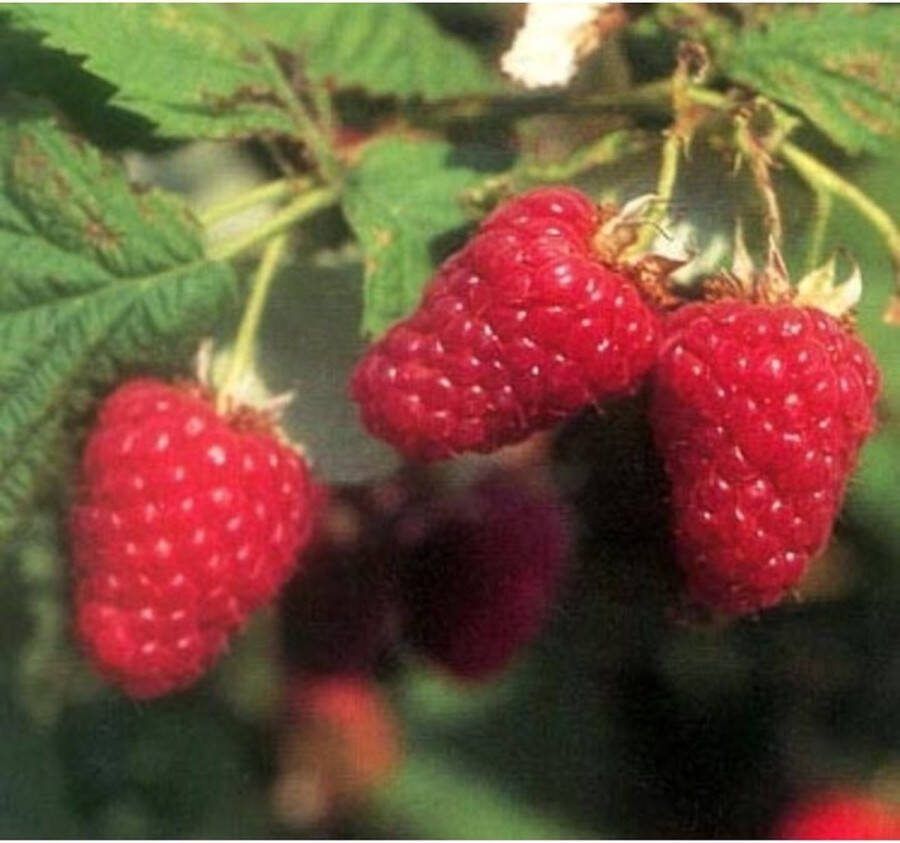 Starre Klimplant Rubus idaeus 'Tulameen' (Rode framboos)