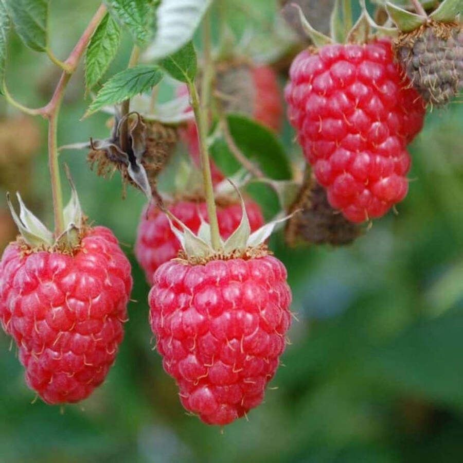 Starre Klimplant Rubus idaeus 'Willametta (Rode framboos)