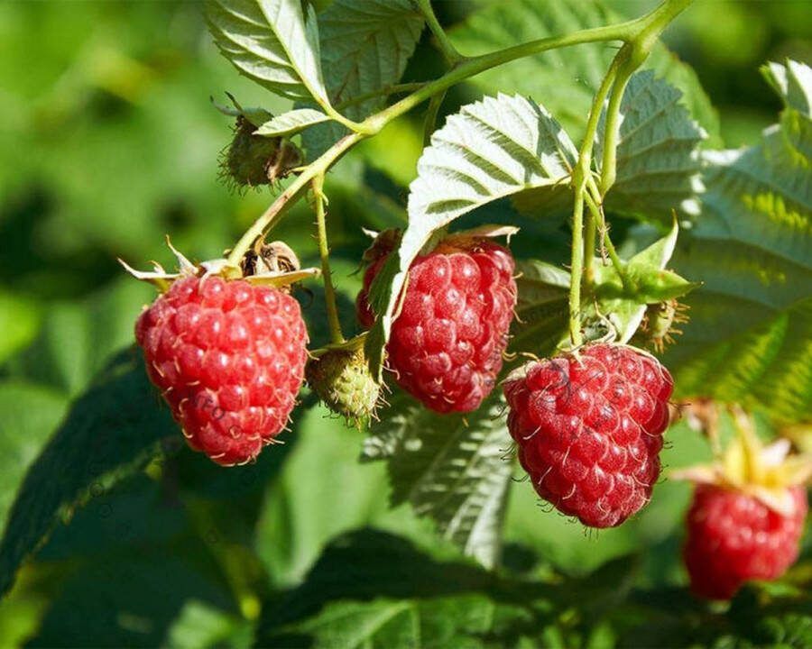 Starre Klimplant Rubus idaeus 'Zefa Herbsternte' (Rode framboos