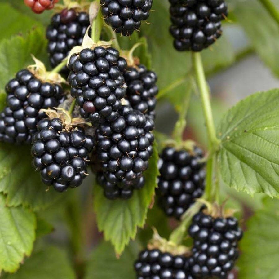 Starre Klimplant Rubus occidentalis 'Black Jewel' (Zwarte framboos)