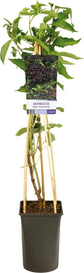 Starre Klimplant Sambucus nigra 'Haschberg' (Vlierbes)