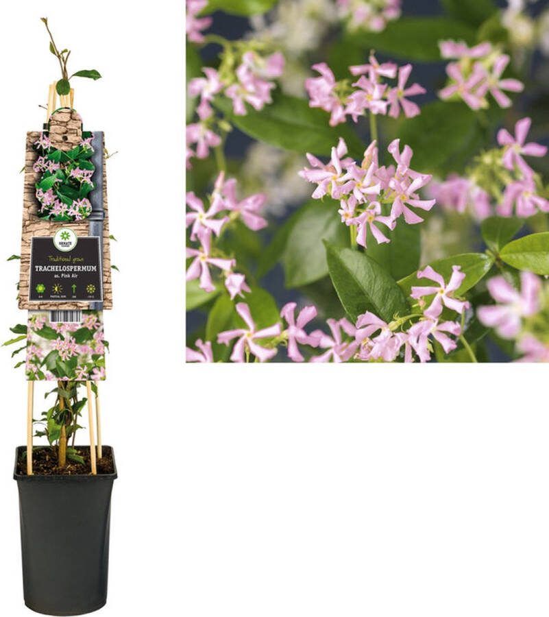 Starre Klimplant Trachelospermum as. Pink.A toscaanse jasmijn)120cm