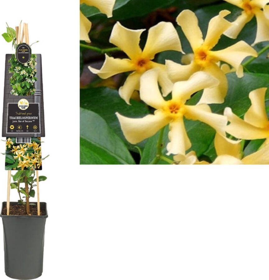 Starre Klimplant Trachelospermum jasm. S of T PBR (tosca 120cm
