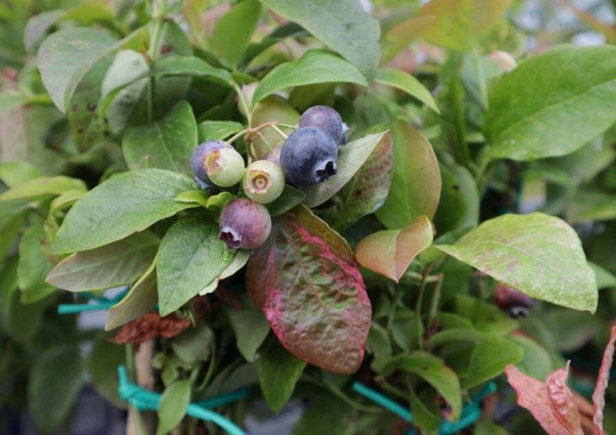 Starre Klimplant Vaccinium corymbosum 'Flamingo' (Blauwe bes)