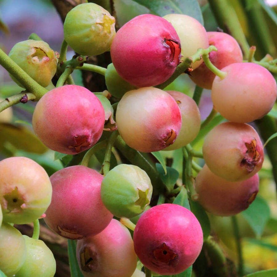 Starre Klimplant Vaccinium corymbosum pink berry (Rode bes)