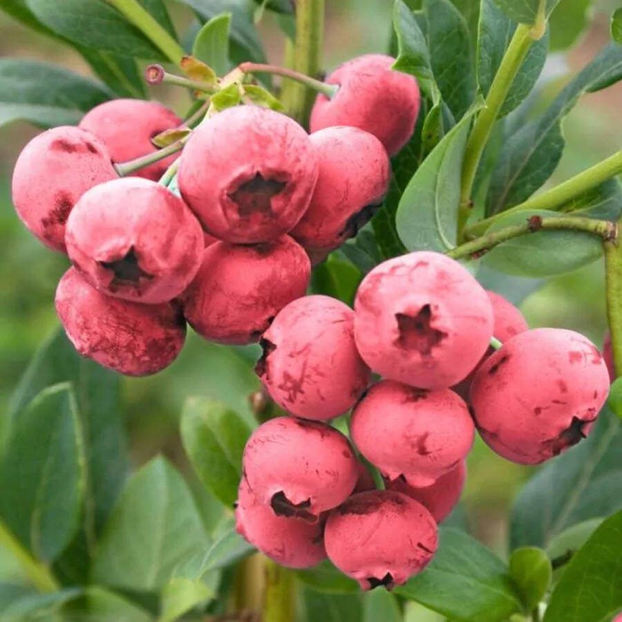 Starre Klimplant Vaccinium corymbosum 'Pink Lemonade' (Rode bes)