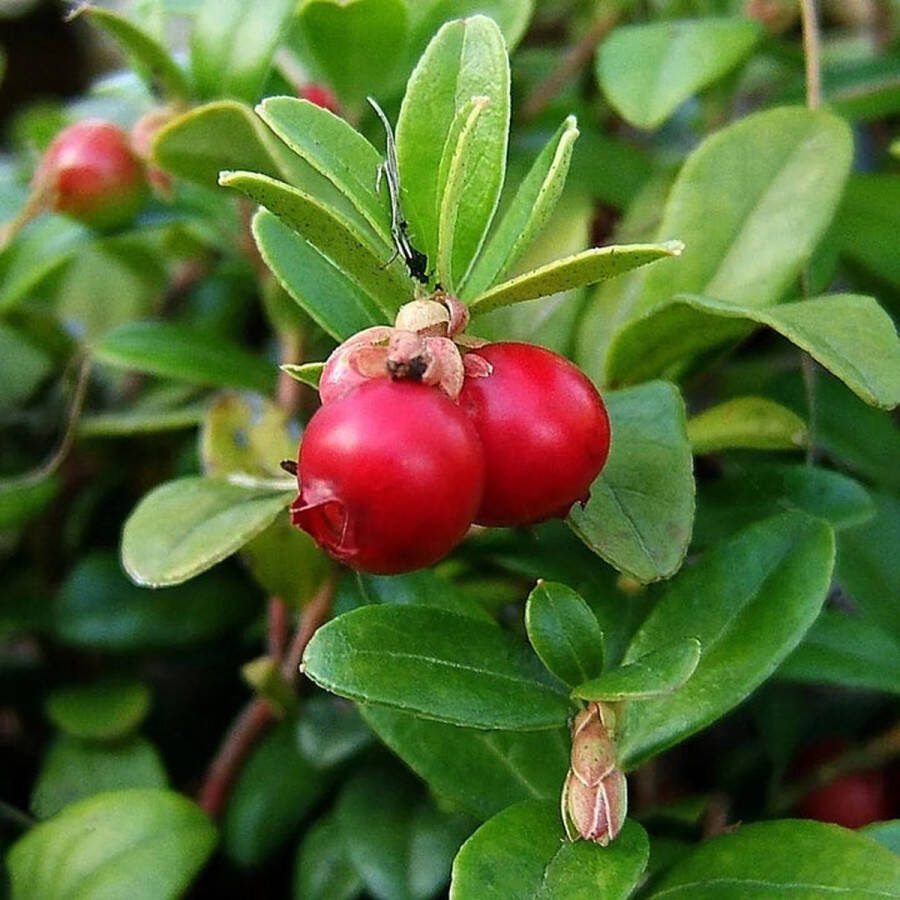 Starre Klimplant Vaccinium macrocarpon 'Pilgrim' (Veenbes)