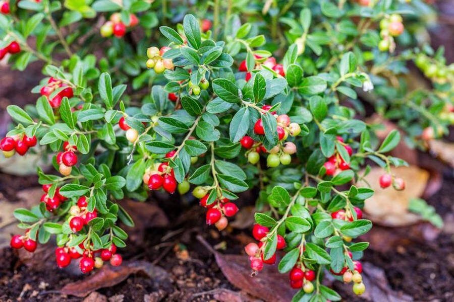 Starre Klimplant Vaccinium vitis-idaea (Vossebes)