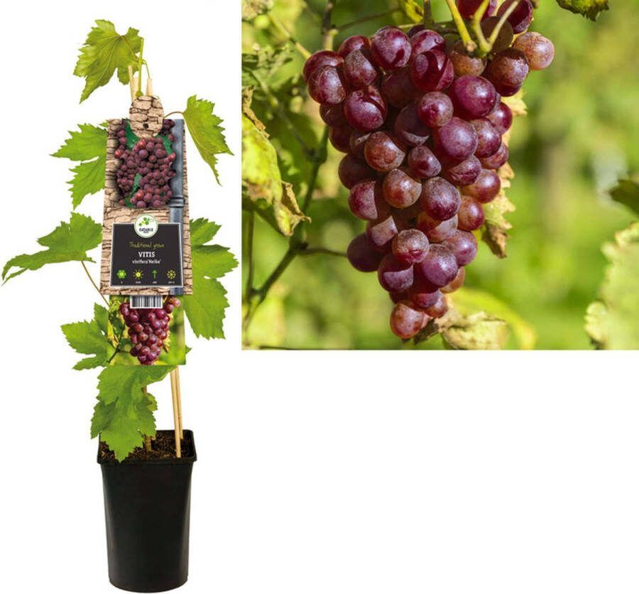 Starre Klimplant Vitis 'Heike' (Pitloze druif)