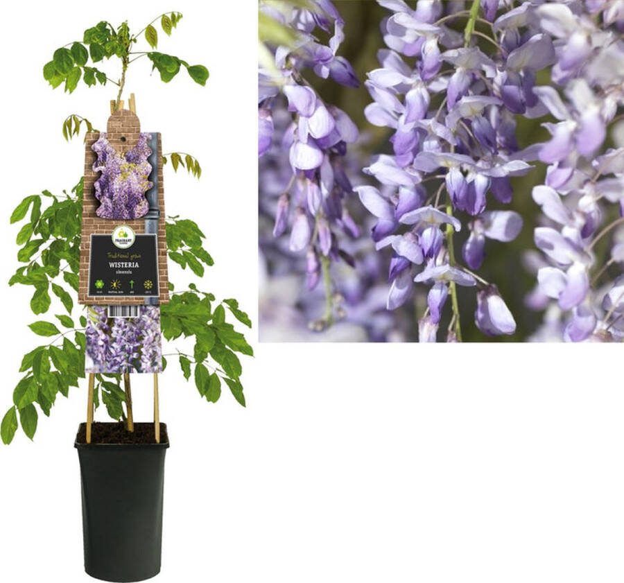 Starre Klimplant Wisteria sinensis (blauwe regen) 120cm