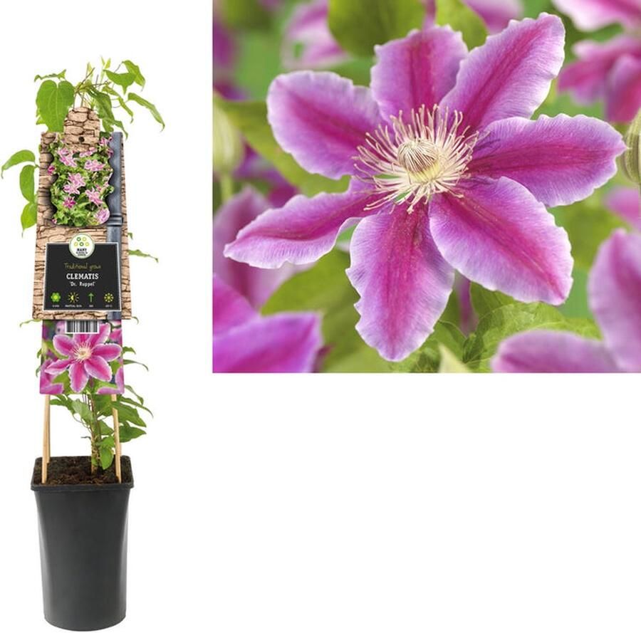 Starre Klimplant Clematis Dr. Ruppel (Bosrank) 120cm