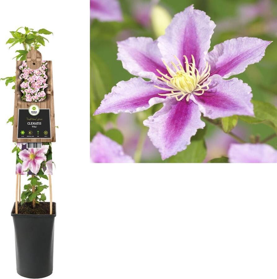 Starre Klimplant Clematis Piilu (Bosrank) 120cm