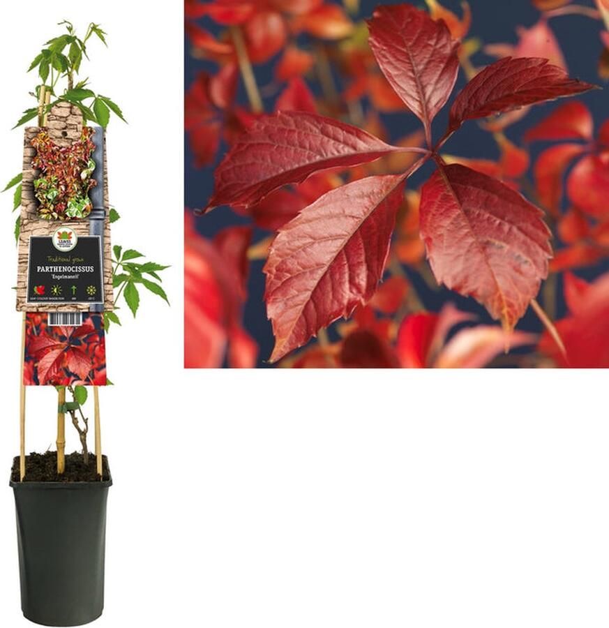 Starre Klimplant Parthenocissus Engelmannii (wilde wingerd) 120cm