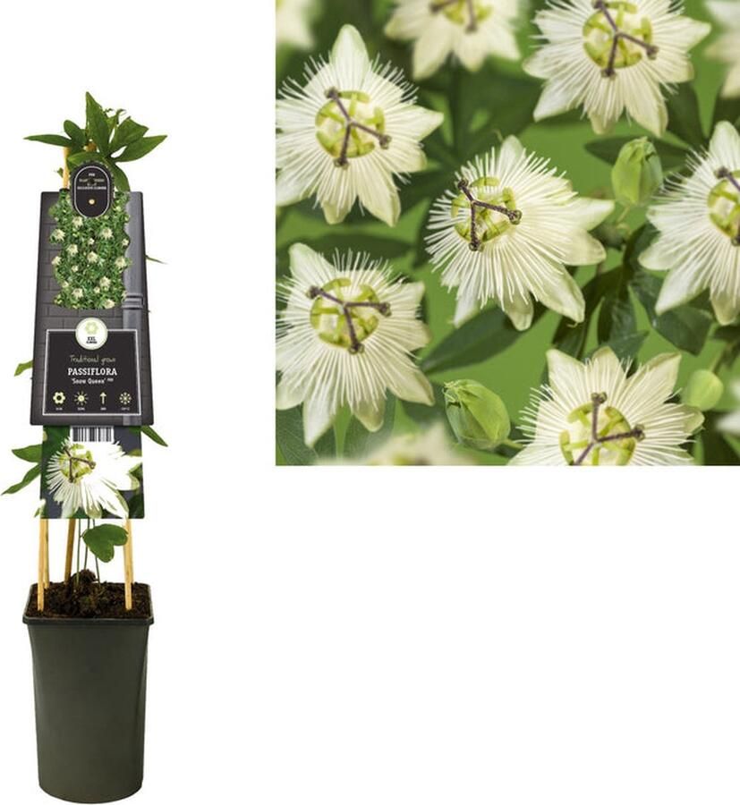 Starre Klimplant Passiflora Snow Queen PBR (passiebloem) 120cm